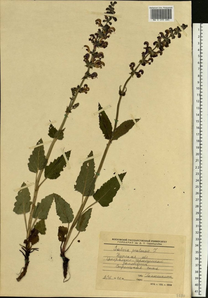 Шалфей остепненный гербарий