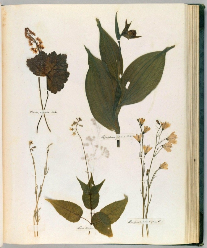 Ботанические иллюстрации растений