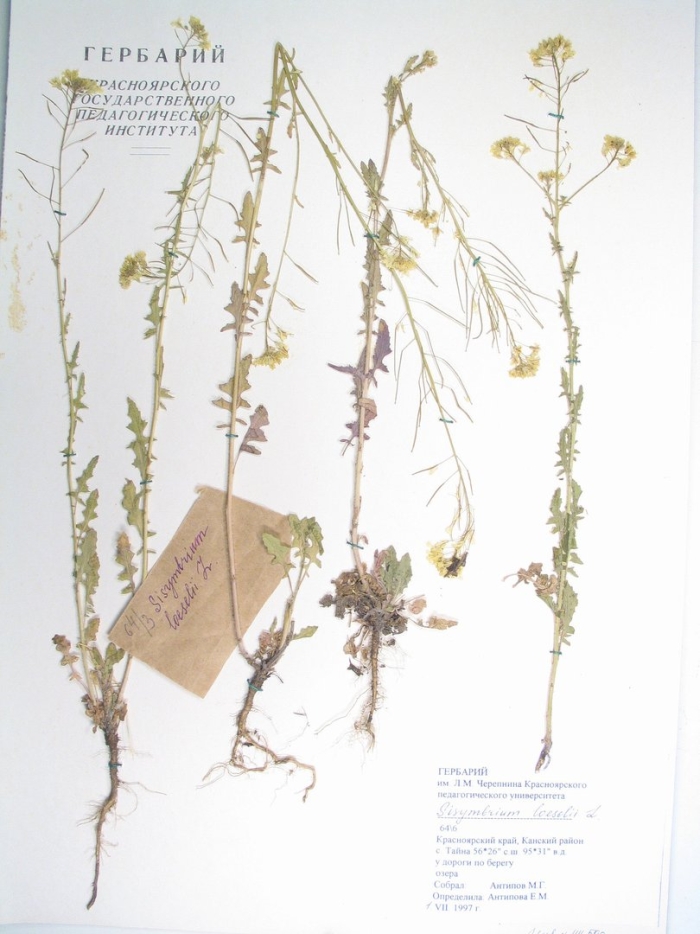 Гулявник лезеля гербарий