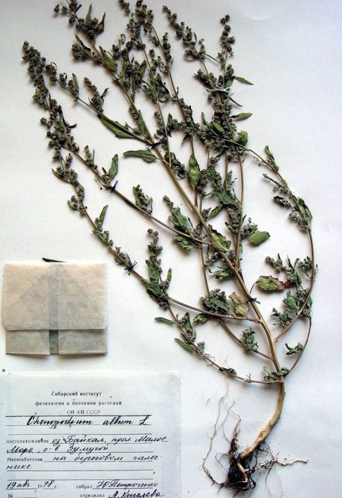 Марь сизая (chenopodium glaucum)