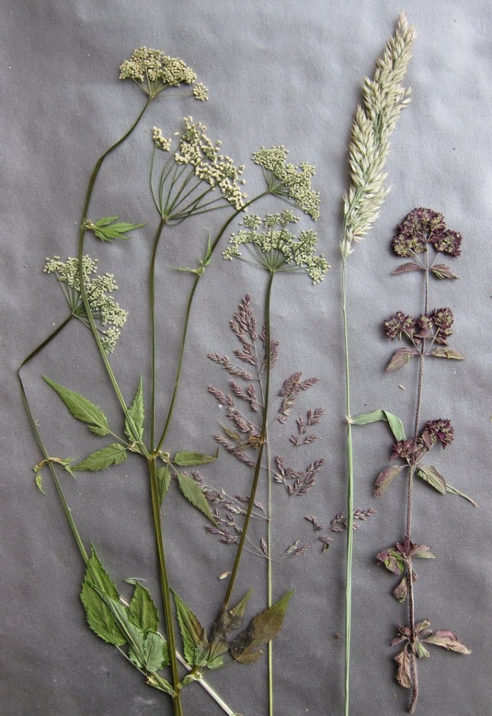 Гербарий «эволюция высших растений