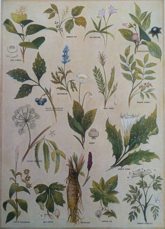 Рис растение гербарий