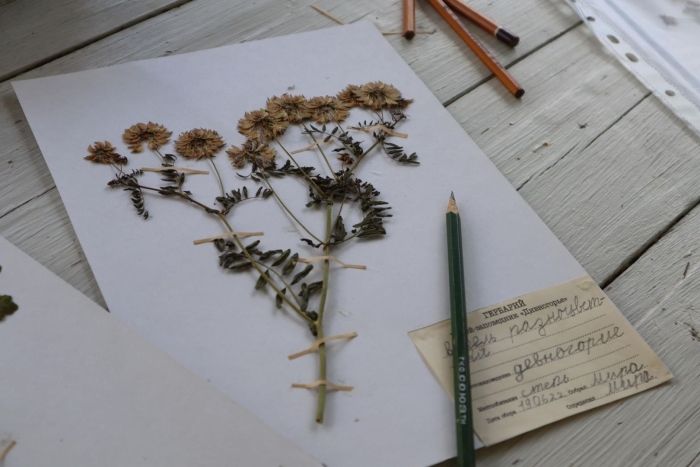 Травник гербарий линней