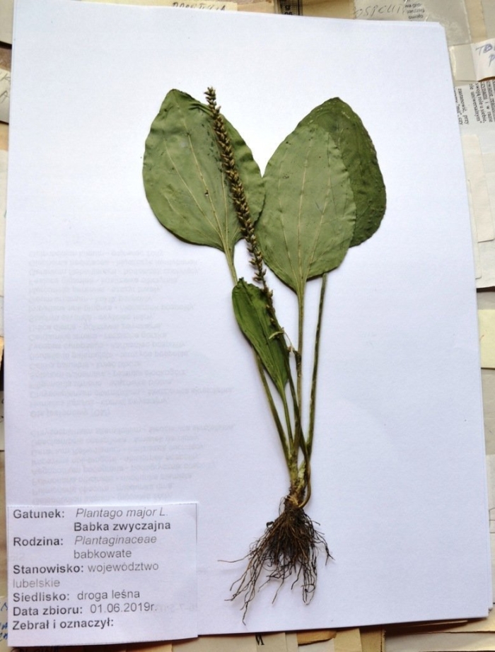 Подорожник гербарий