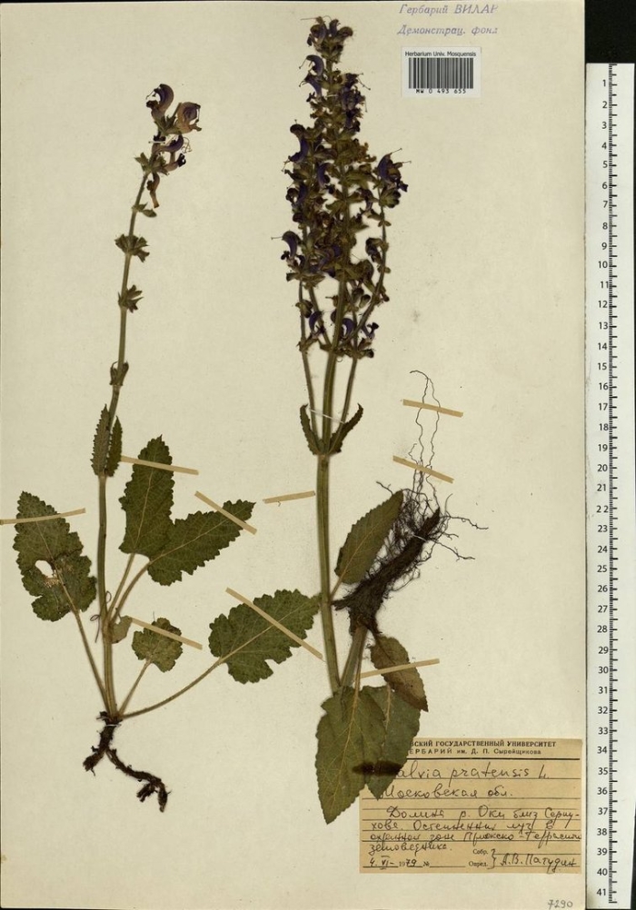 Шалфей луговой гербарий
