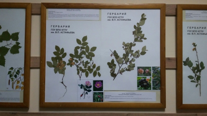 Гербарий кгпу им астафьева
