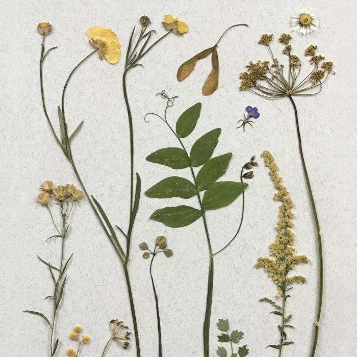 Сенна узколистная гербарий