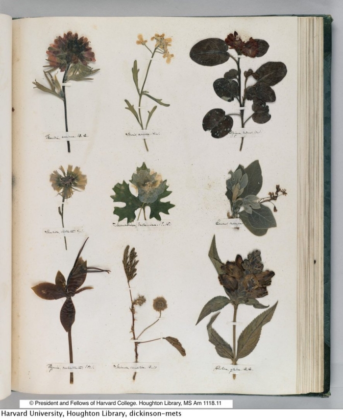 Emily dickinson herbarium
