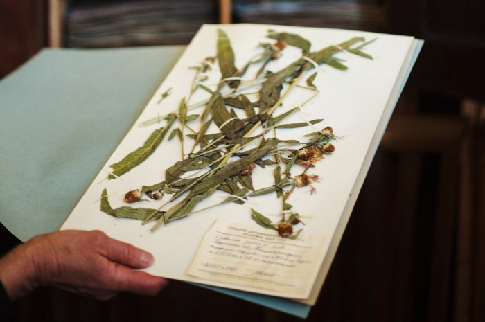 Гербарий никитского ботанического сада