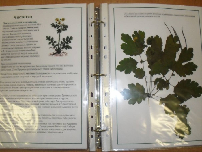 Гербарий из лекарственных растений