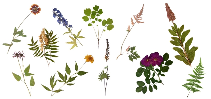 Листья гербарий