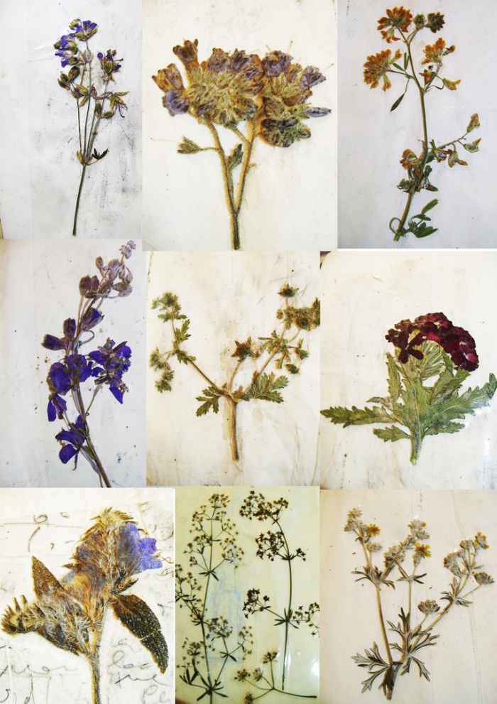 Гербарий барбарий ирис