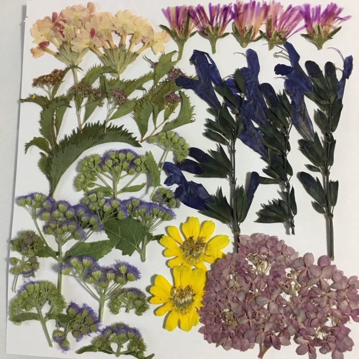 Вербена гербарий