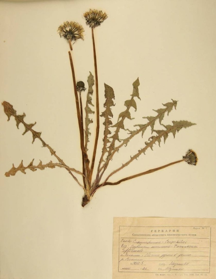 Taraxacum officinale гербарий