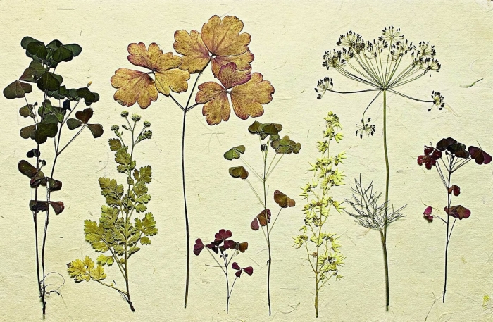 Анис обыкновенный гербарий