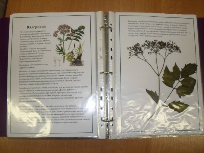 Гербарий лекарственных растений