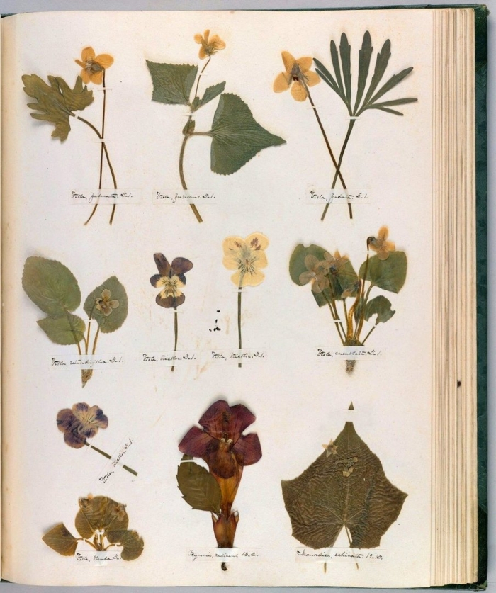 Ботанический гербарий