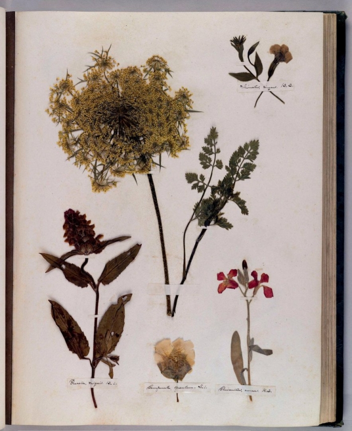 Золототысячника трава гербарий