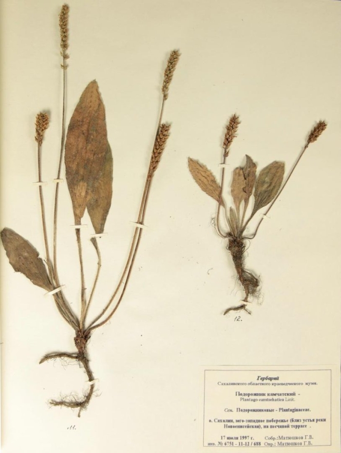 Гербарий двудольных растений