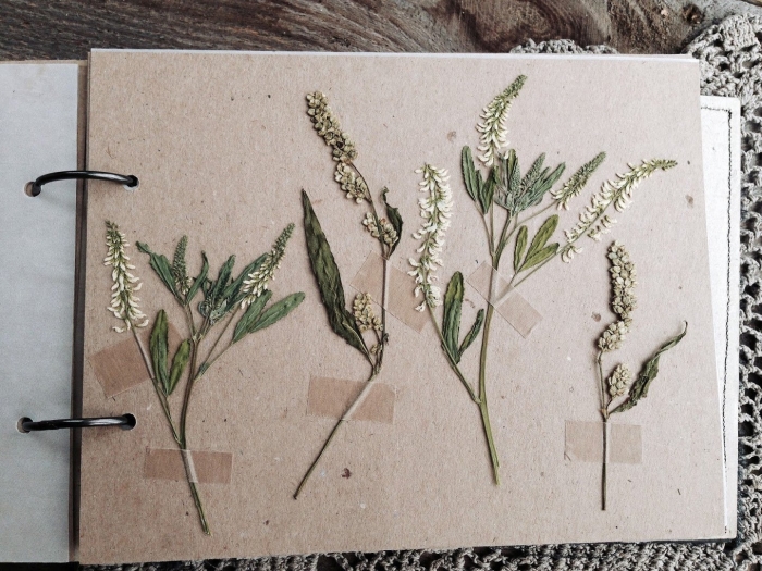 Гербарий засушенные растения