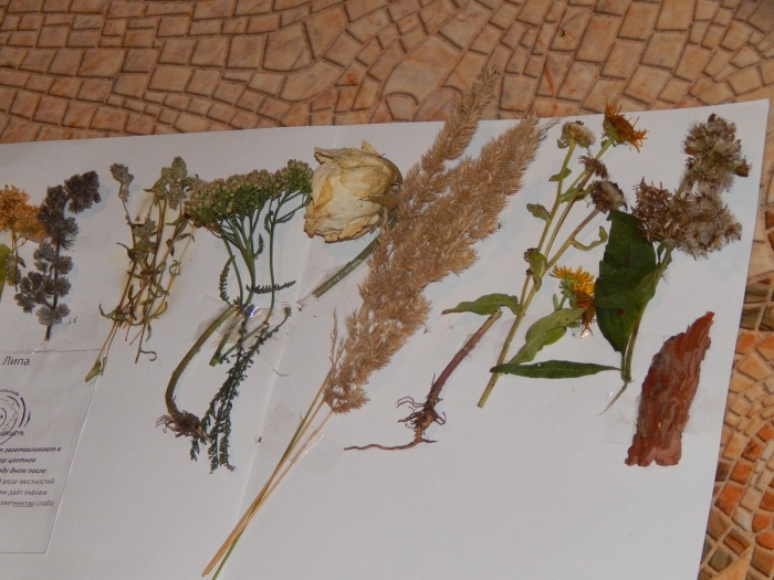Цветок гербарий
