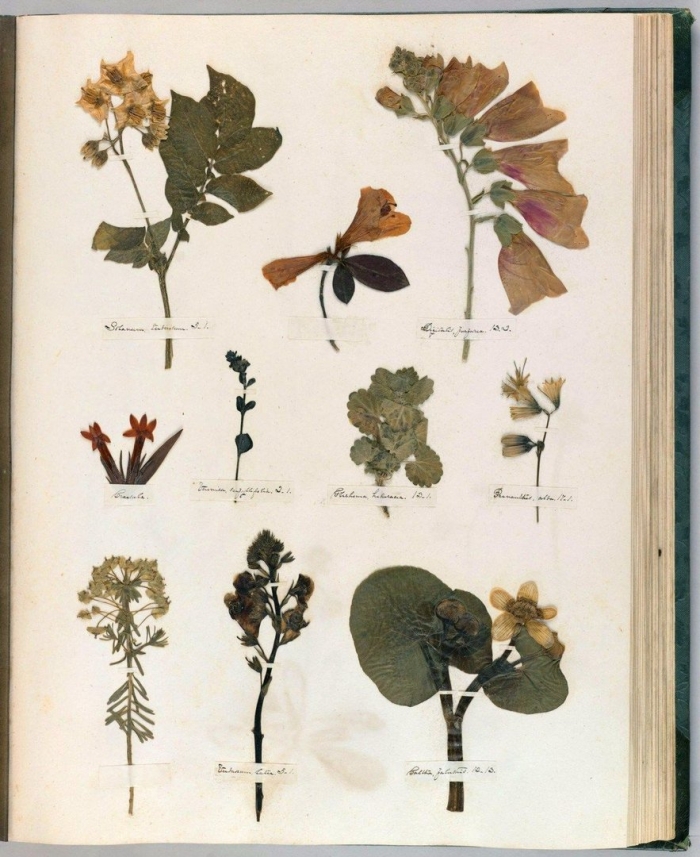 Emily dickinson herbarium