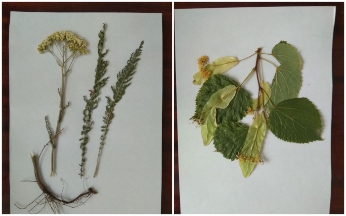 Гербарий листьев липа