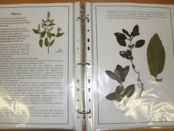 Гербарий лекарственных растений