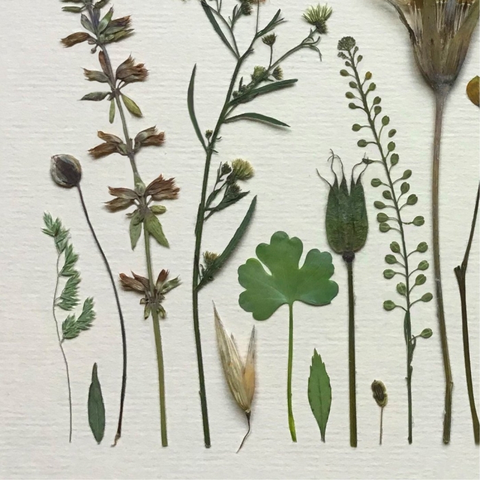 Крестовник болотный гербарий