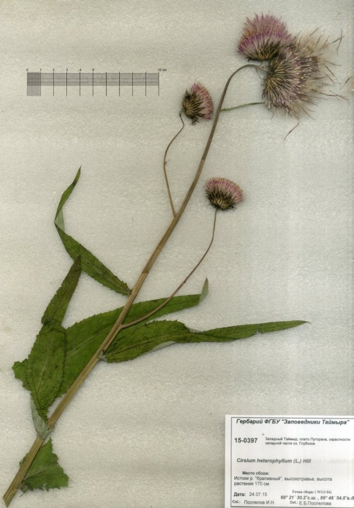 Осот розовый бодяк полевой