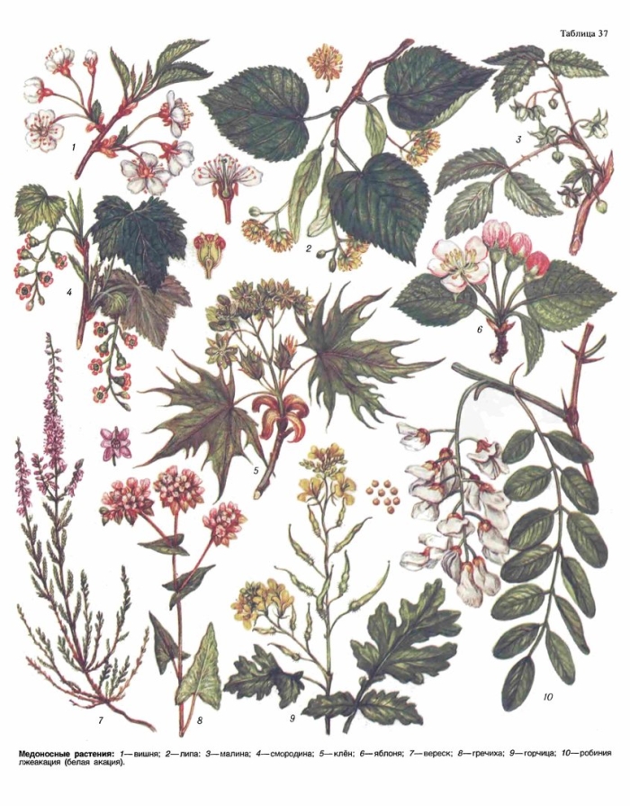 Медоносные растения