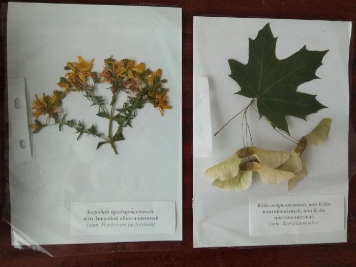 Клен остролистный гербарий