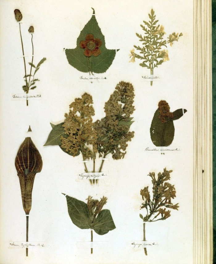Emily dickinson herbarium