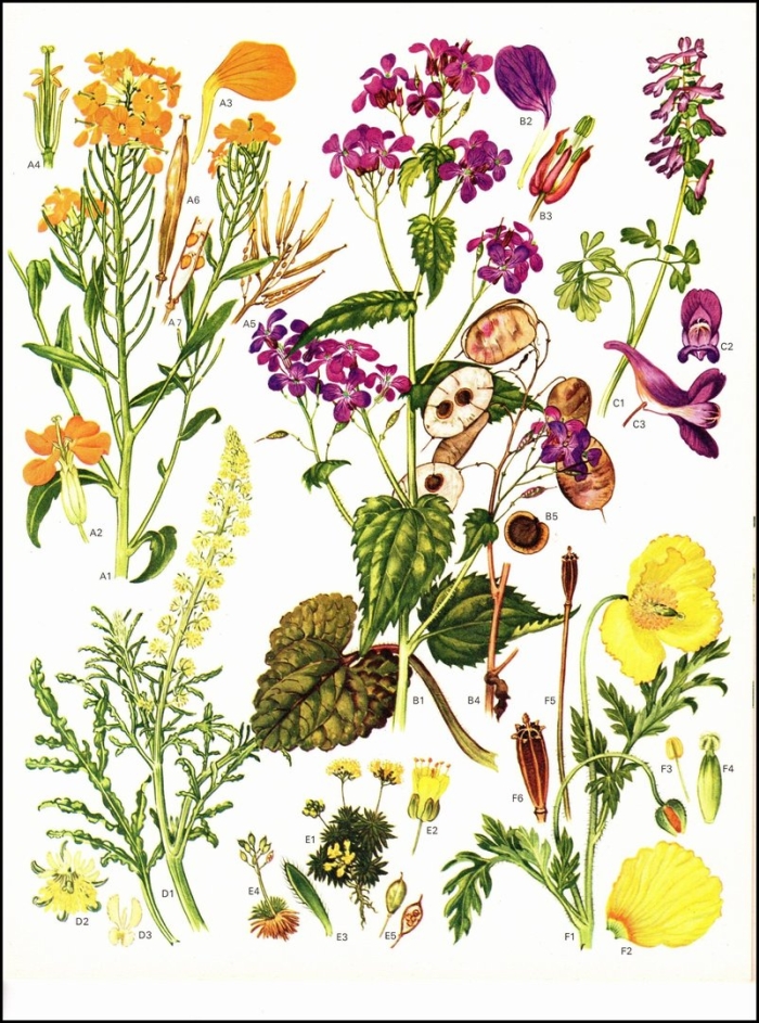 Растения винтаж гербарий