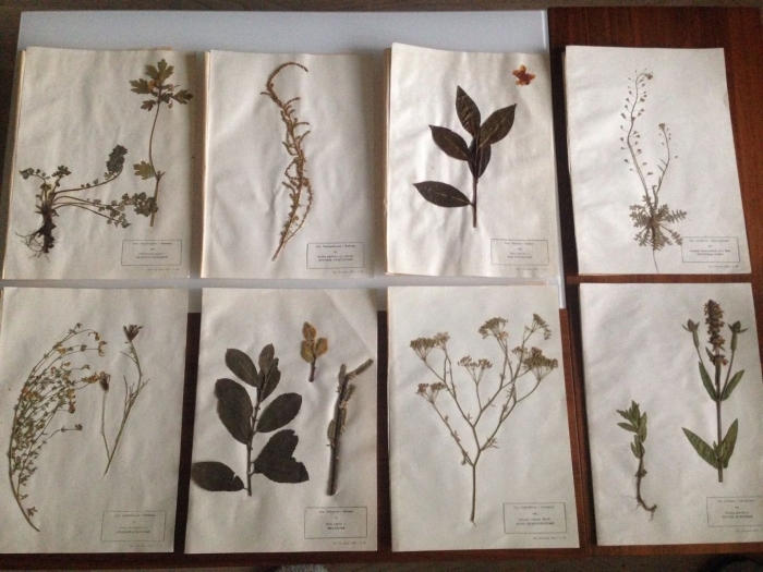 Гербарий лекарственных растений