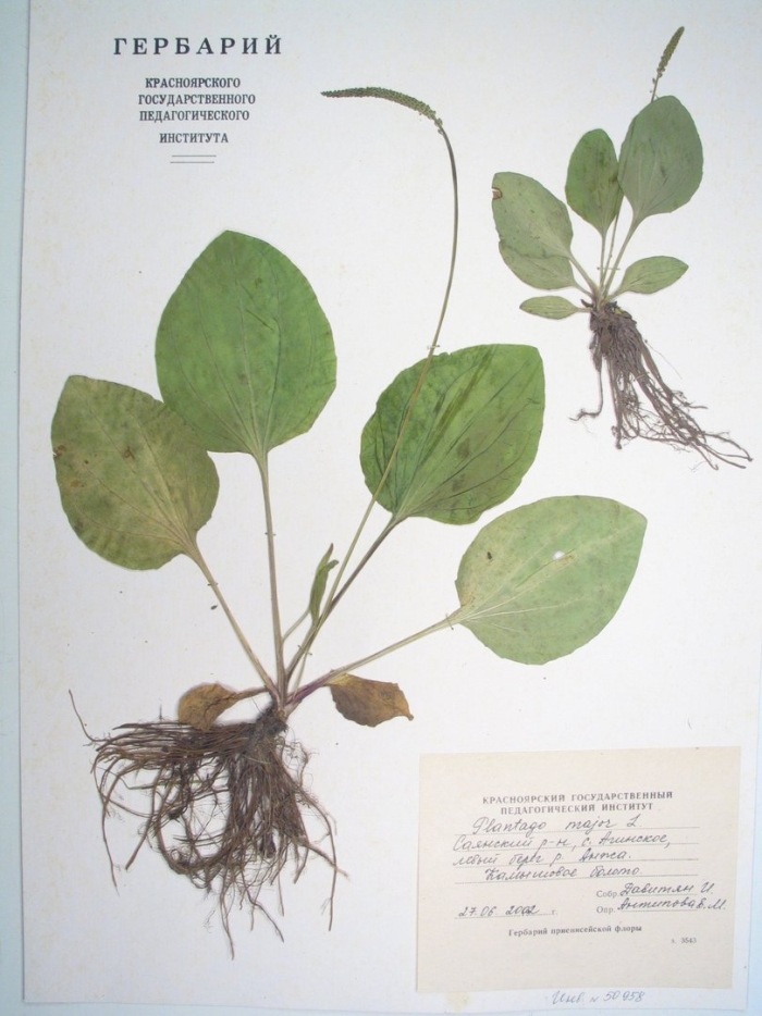 Подорожник большой гербарий