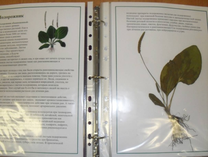 Plantago major гербарий