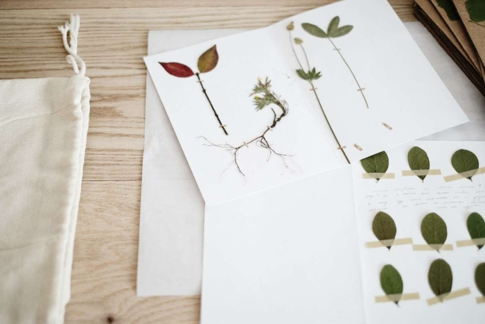 Гербарий оформление