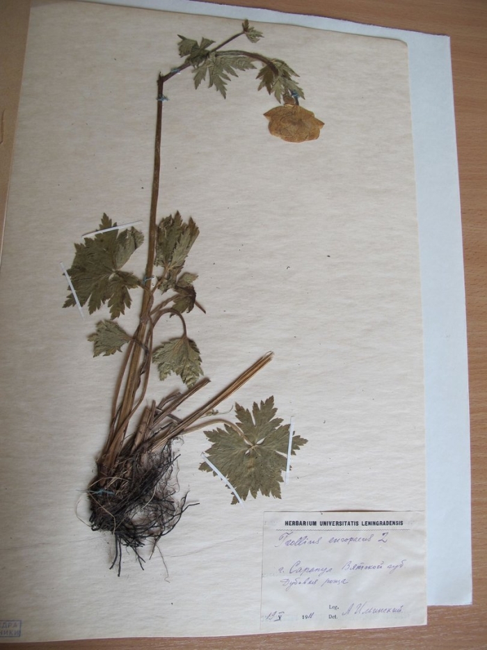 Что такое гербарий