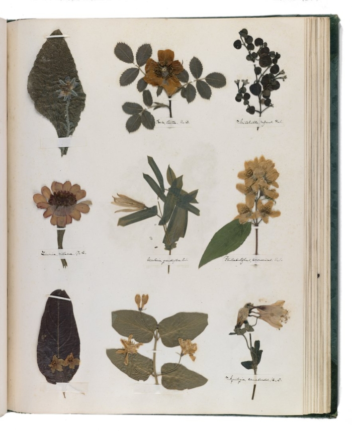 Emily dickinson herbarium