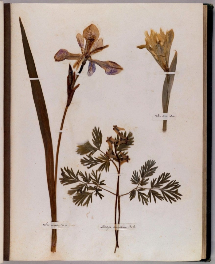 Geraniums dry herbarium