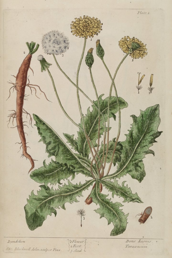 Одуванчик лекарственный taraxacum officinale