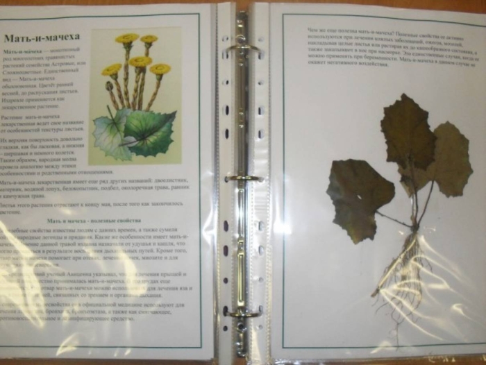 Мать и мачеха растение