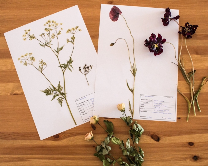 Гербарий чарльза дарвина