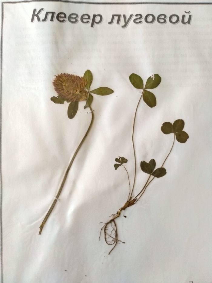 Клевер красный и ползучий