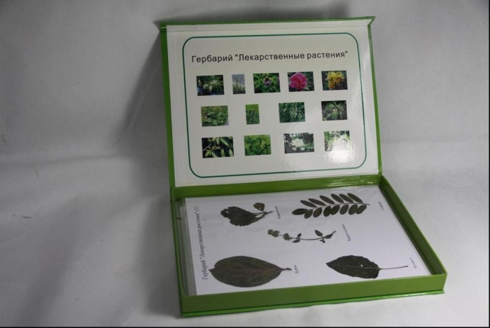 Гербарий  лекарственные растения (20 видов)