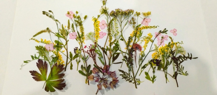 Гербарий из цветов