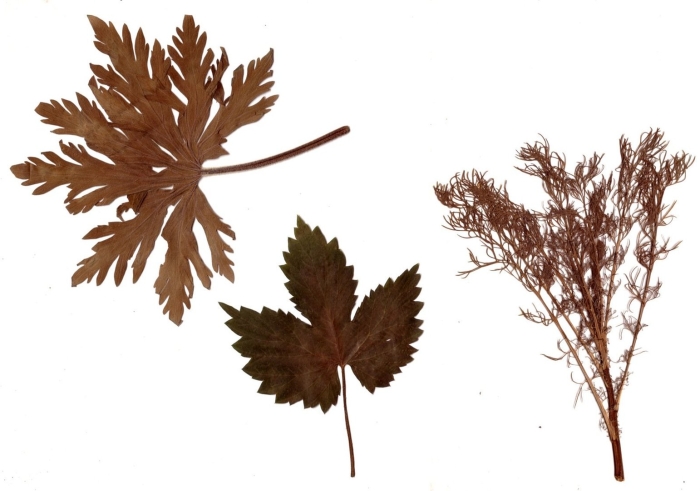 Гербарий листья