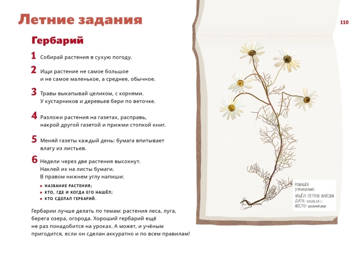 Гербарий из растений с названиями