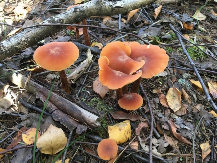 Млечник неедкий оранжевый